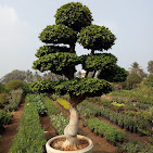Ficus Microcarpa Bonsai Care Guide: Tips for a Royal Garden Look